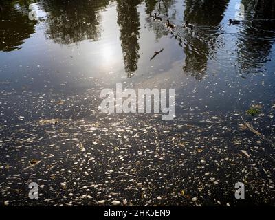 Saint Helen's Wharf is a noted beauty spot on the River Thames, just upstream of the medieval bridge at Abingdon-on-Thames. The wharf was for centurie Stock Photo