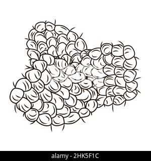 Raspberry in engraved style isolated on white background. Vintage sketch outline berry close up. Vector illustration design Stock Vector