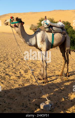 Deserts are majestic and beautiful.They are also harsh and unforgiving,. This dichotomy lies at the heart of the fascination they hold over us. Camels Stock Photo