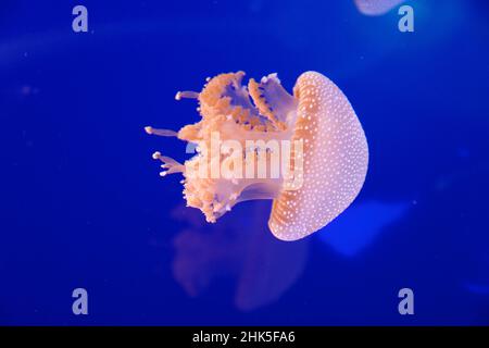 White spotted jellyfish in Langkawi, Malalysia
