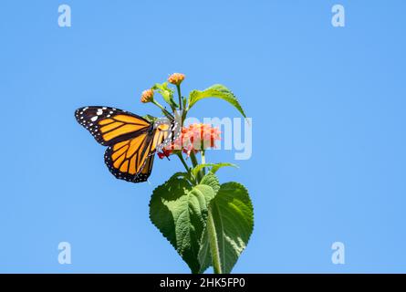 A bright orange monarch butterfly feeding on Lantana flowers isolated against the blue sky. Stock Photo