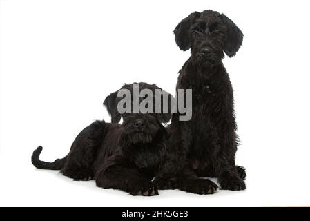 Giant schnauzer dogs isolated on white Stock Photo