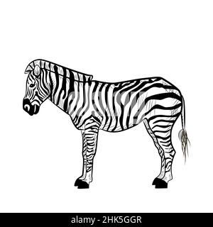 Zebra illustration, drawing, engraving, ink, line art, vector Stock ...