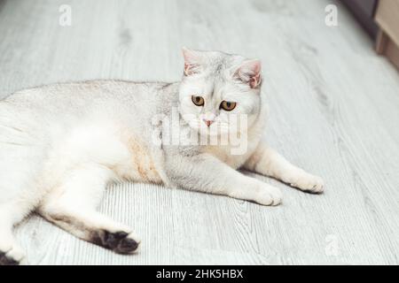 British shorthair silver cat lies on the floor. Pet life. Stock Photo