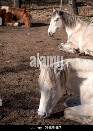 Vertical shot of white andalusian mare, portuguese horse breed and piebald mare, sleeping in the winter sun. Stock Photo