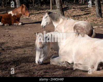 White andalusian mare, portuguese horse breed and piebald mare, sleeping in the winter sun. Stock Photo