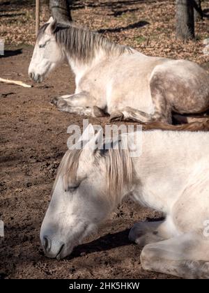 Vertical shot of white andalusian mare and portuguese horse breed, sleeping in the winter sun. Stock Photo