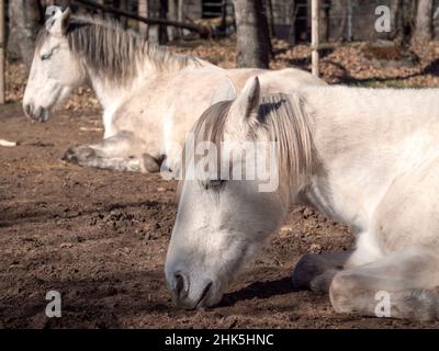 White andalusian mare and portuguese horse breed, sleeping in the winter sun. Stock Photo