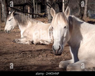 White andalusian mare, portuguese horse breed looking at camer, resting in the winter sun. Stock Photo