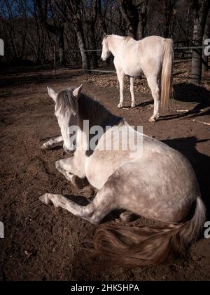 Vertical view of white andalusian mare, portuguese horse breed looking at camer, resting in the winter sun Stock Photo