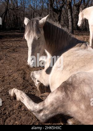 Low angle view of white andalusian mare and portuguese horse breed, resting in the winter sun, oak trees in the background. Stock Photo