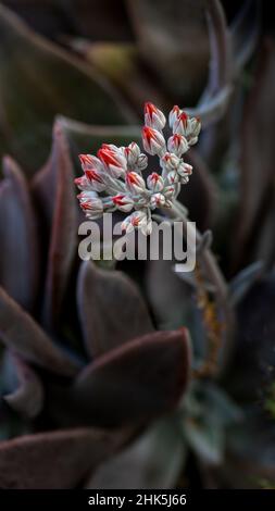 Canyon Live-forever, Dudleya cymosa, close-up of flowers  viewed from the side. This plant is a succulent also known as Hens and chicks Stock Photo