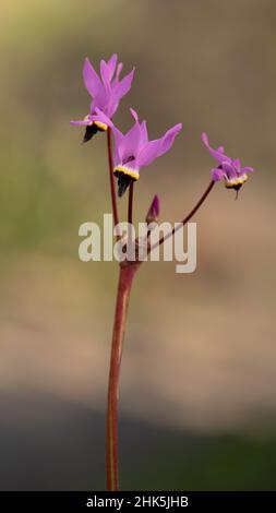 Pink shooting stars in nature in California, three pink wildflowers against smooth bokeh background, genus Dodecatheon Stock Photo