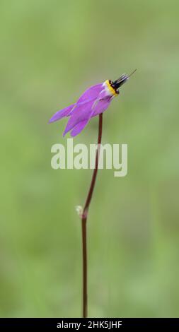 This is a close-up of a pink shooting star wildflower, Dodecatheon, highlighting its long stalk against a smooth green bokeh, side view Stock Photo