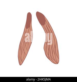 Fall Fraxinus seed isolated on white background. Decorative design in doodle style for any purpose. Vector illustration. Stock Vector