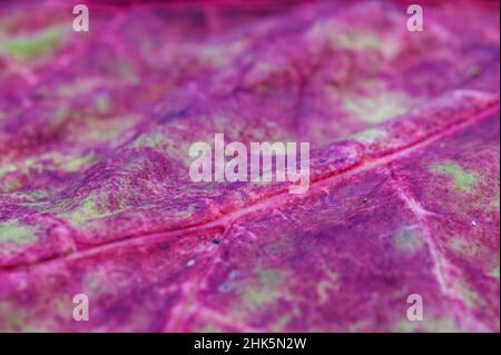 Closeup of decaying rhubarb leaf. Stock Photo