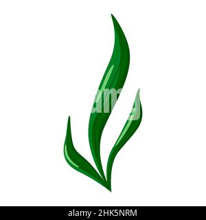 Seaweed isolated on white background. Cartoon character of ocean for children. Simple kid print fish. Design for any purposes. Vector illustration. Stock Vector