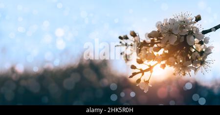 Atmospheric spring background with blooming cherry tree branch in the morning when rising sun shines through petals Stock Photo