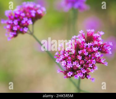 Red flower with beautiful petals individually depicted on a flower meadow. The flower in meadow bokeh Stock Photo