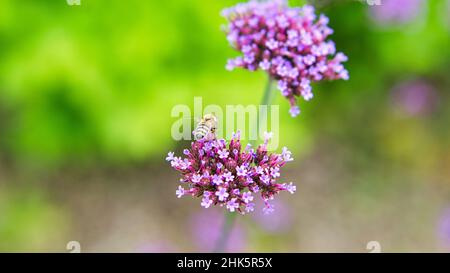 Red flower with beautiful petals individually depicted on a flower meadow. The flower in meadow bokeh Stock Photo