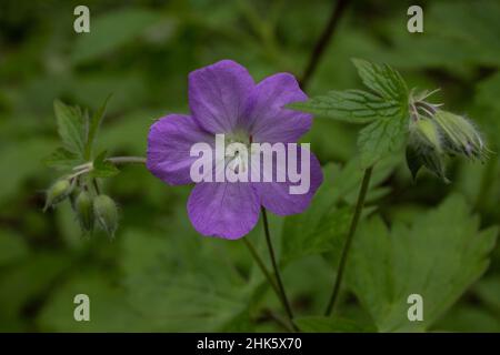 Wild geranium, a native wildflower of Minnesota found growing in the woods. Stock Photo