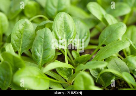 Young spinach (Spinacia oleracea) ‘Apollo’ leaves growing in a seed tray. Stock Photo