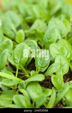 Young spinach (Spinacia oleracea) ‘Apollo’ leaves growing in a seed tray. Stock Photo