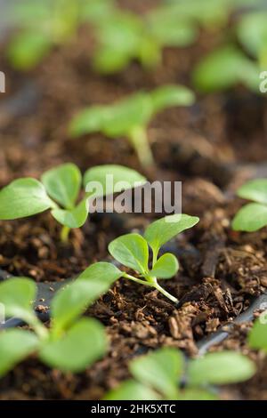 Lamb’s lettuce, or common cornsalad (Valerianella locusta) seedlings growing in compost in module trays. Stock Photo