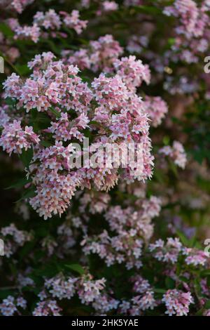Close-up of linnaea amabilis, beauty bush Stock Photo