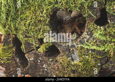 A holes in the tree trunk and green moss Stock Photo