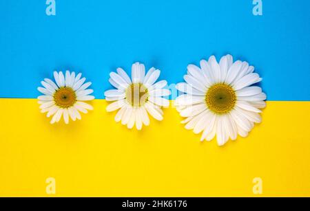 Three chamomile flowers of different sizes lie on a colored yellow-blue background in the center on a yellow and blue border .Color border is horizont Stock Photo