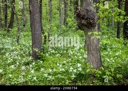 Trilliums growing in profusion in the woods. A tree with a burl on it. Stock Photo