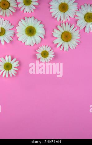 Many chamomile flowers of different sizes lie on a colored pink background in the upper left corner, as if scattered Stock Photo