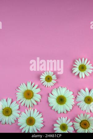 Many chamomile flowers of different sizes lie on a colored pink background in the lower right corner, as if scattered Stock Photo