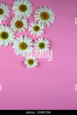 Many chamomile flowers of different sizes lie on a colored pink background in the upper left corner to the center, as if scattered Stock Photo