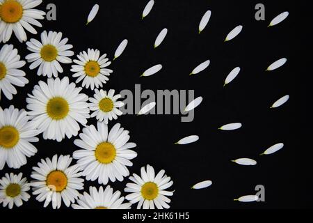 A lot of chamomile flowers of different sizes lie on a black background in the lower left corner, white petals lie neatly from the daisies up Stock Photo