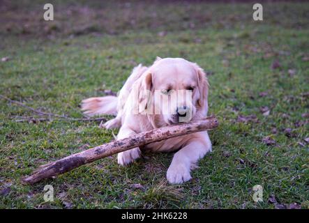 A dog of the golden retriever breed lies on the green grass with a wooden stick and gnaws it Stock Photo