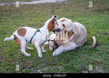 Dogs Jack Russell Terrier and Golden Retriever play with a wooden stick on the green grass. The retriever is lying, the Jack Russell is standing, both Stock Photo