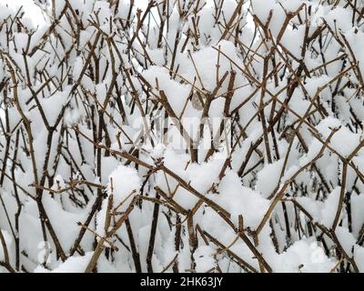Close up of fresh snow on bush branches Stock Photo