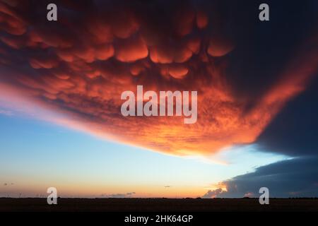Dramatic Mammatus clouds at sunset over a field in Lubbock, Texas