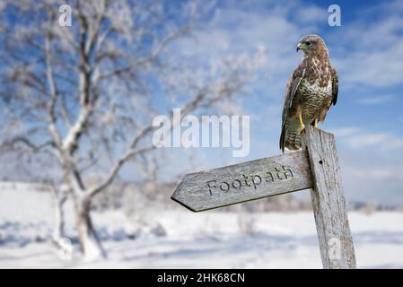 Common buzzard (Buteo buteo) perched on signpost in moorland covered in snow in winter Stock Photo