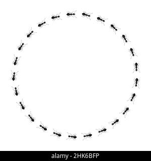 Circle ants isolated on white background. Vector insects character in flat style for books illustration, design logo, articles and magazines. Stock Vector