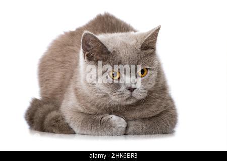 British shorthair kitten lying on white background Stock Photo