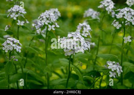 Lunaria rediviva plant commonly known as perennial honesty Stock Photo
