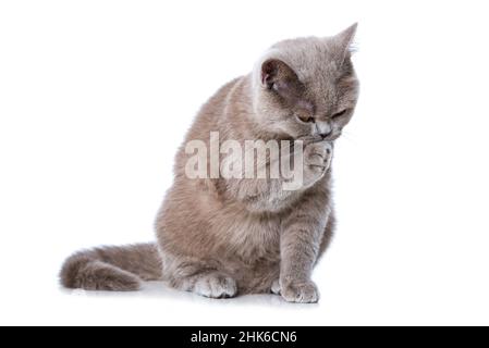 British shorthair cat grooming itself Stock Photo