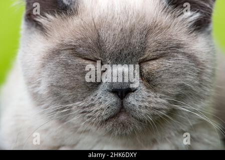 Sleeping british shorthair cat Stock Photo