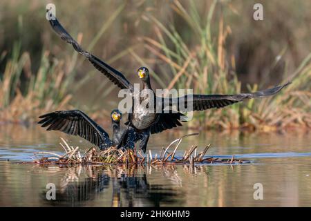 Great cormorant, Phalacrocorax carbo Stock Photo