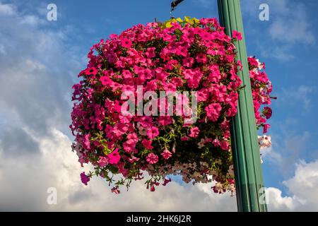 Town's hanging basket of pink petunias hanging from a lamppost in St. Croix Falls, Wisconsin USA. Stock Photo