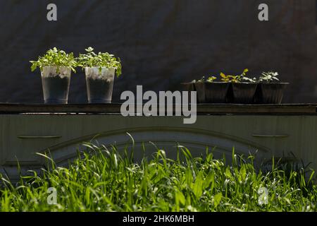 Temper tomatoes seedling in plastic cups outside, under open sunlight. Stock Photo