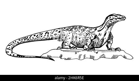 Vintage illustration of monitor lizard on isolated white background. Vector sketch animal from Australian. Retro design character wildlife in engravin Stock Vector